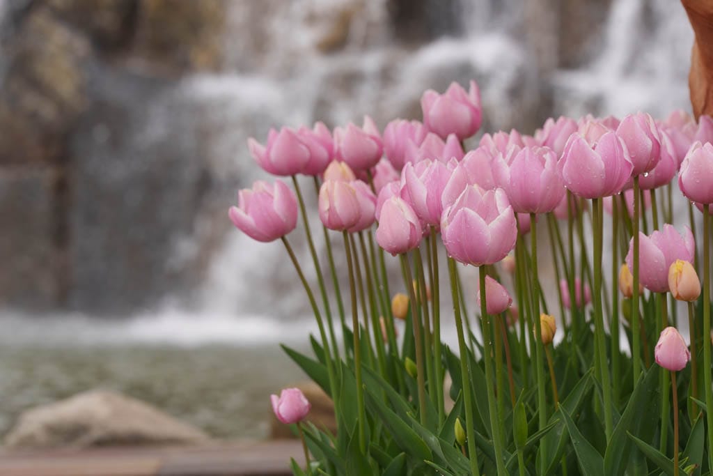 용인자작나무숲 봄꽃축제와 쿰 오케스트라 연주회 31