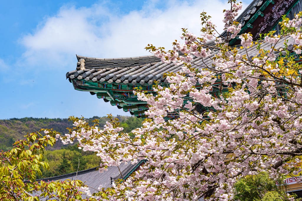 겹벚꽃 명소, 천안 각원사 겹벚꽃을 보다 62