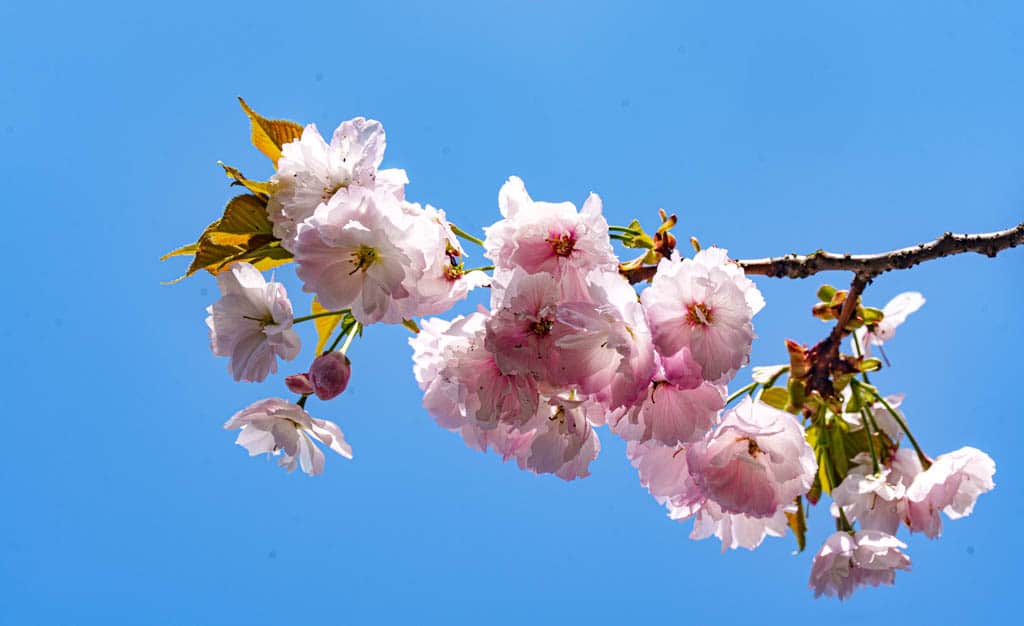 겹벚꽃 명소, 천안 각원사 겹벚꽃을 보다 67