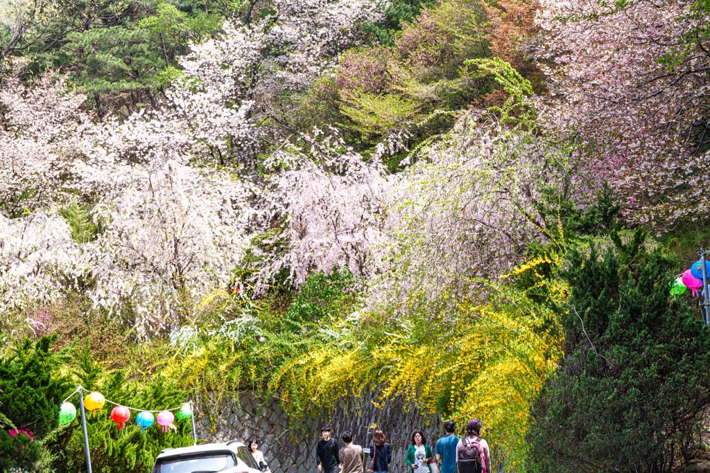 겹벚꽃 명소, 천안 각원사 겹벚꽃을 보다 74