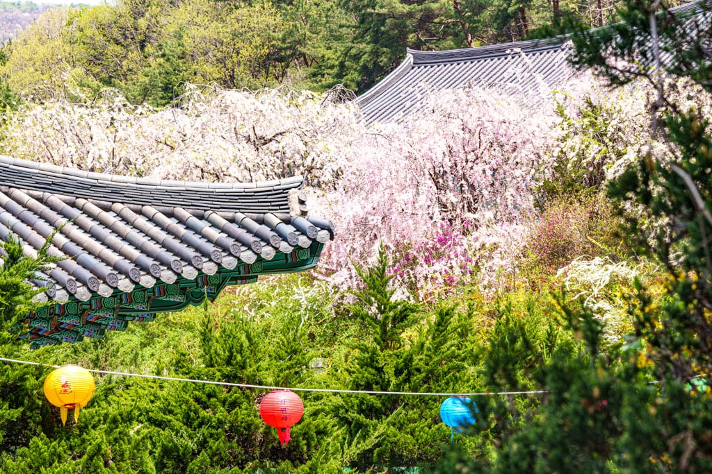 겹벚꽃 명소, 천안 각원사 겹벚꽃을 보다 60