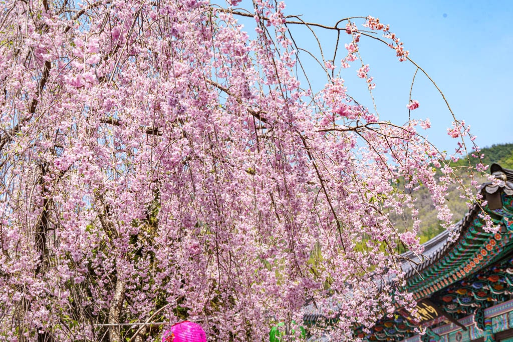 겹벚꽃 명소, 천안 각원사 겹벚꽃을 보다 54