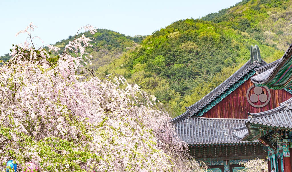 겹벚꽃 명소, 천안 각원사 겹벚꽃을 보다 61