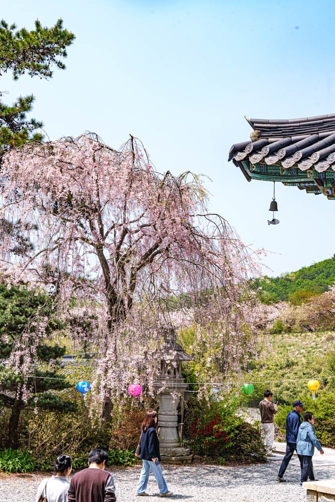 겹벚꽃 명소, 천안 각원사 겹벚꽃을 보다 57