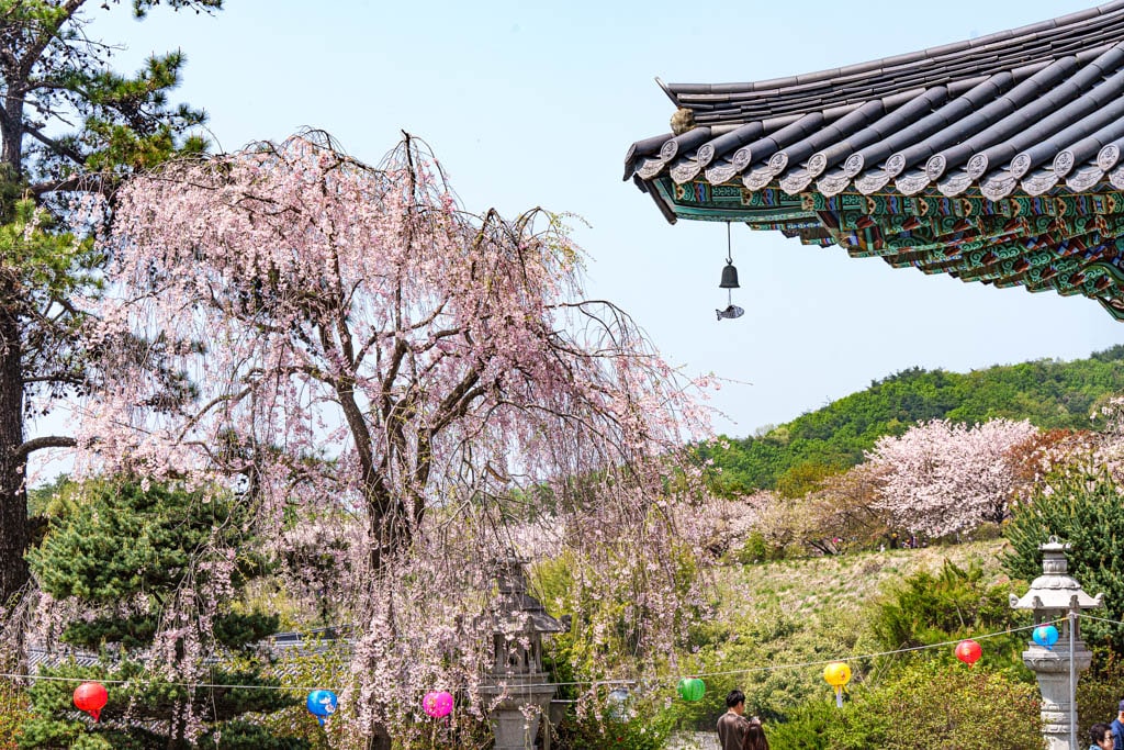 겹벚꽃 명소, 천안 각원사 겹벚꽃을 보다 59