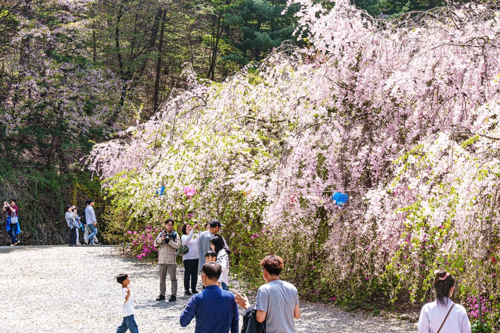 겹벚꽃 명소, 천안 각원사 겹벚꽃을 보다 76