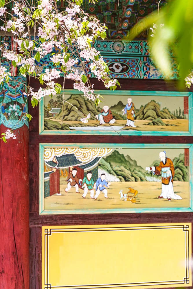 겹벚꽃 명소, 천안 각원사 겹벚꽃을 보다 65