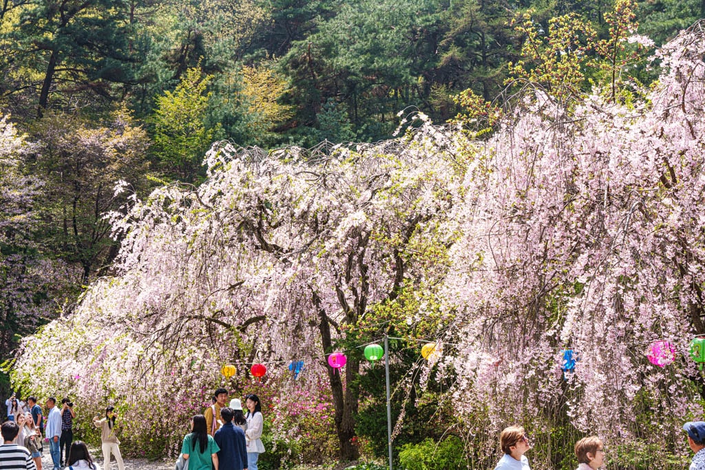 겹벚꽃 명소, 천안 각원사 겹벚꽃을 보다 77