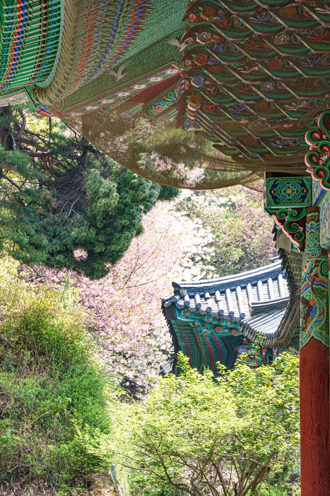 겹벚꽃 명소, 천안 각원사 겹벚꽃을 보다 53