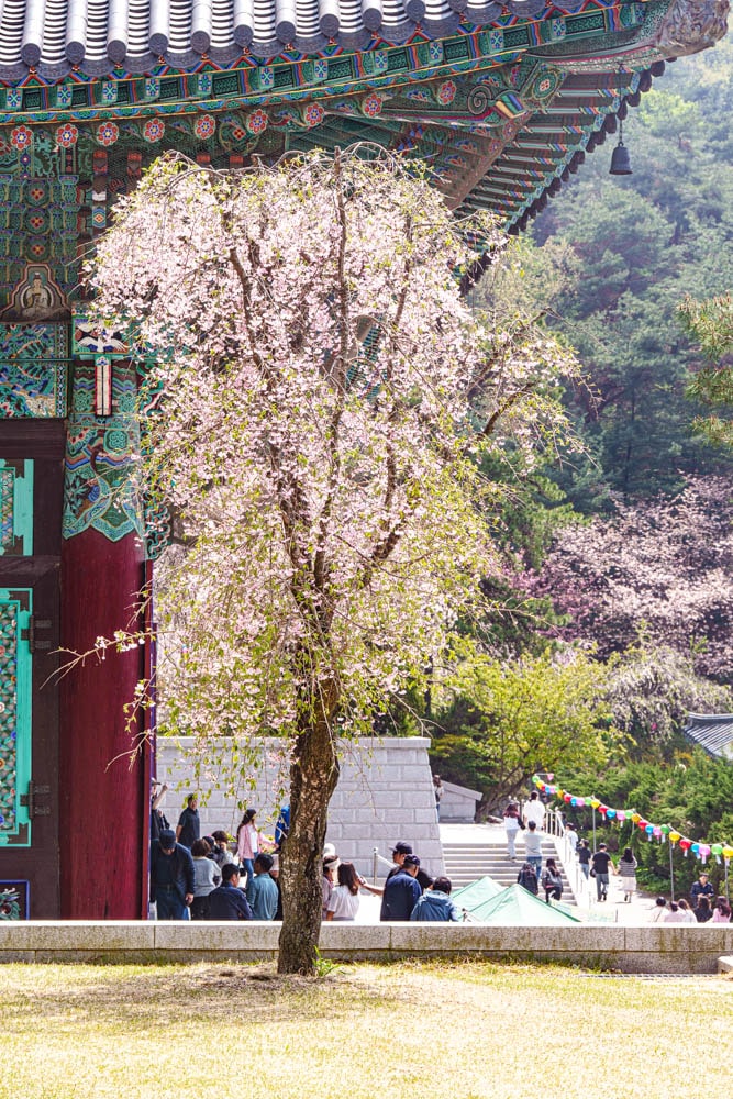 겹벚꽃 명소, 천안 각원사 겹벚꽃을 보다 55