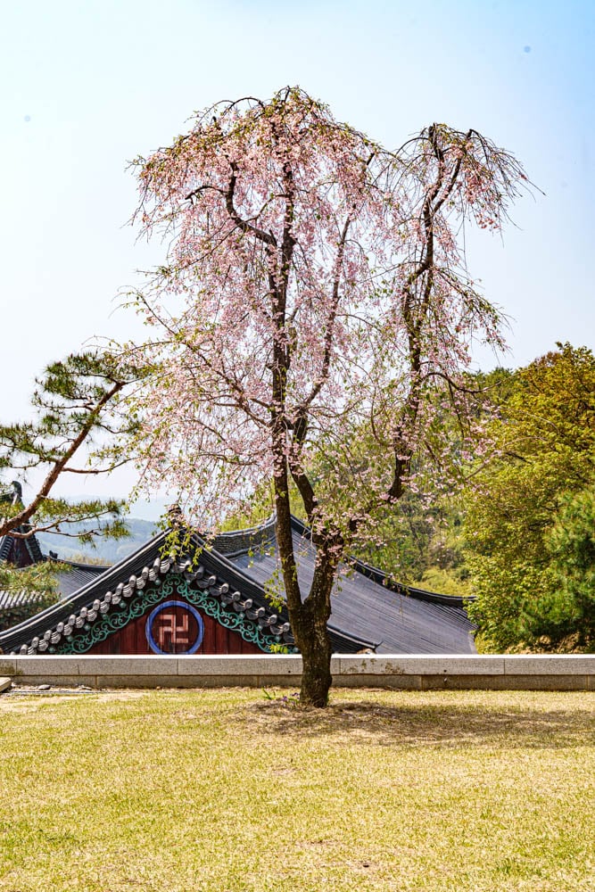 겹벚꽃 명소, 천안 각원사 겹벚꽃을 보다 56