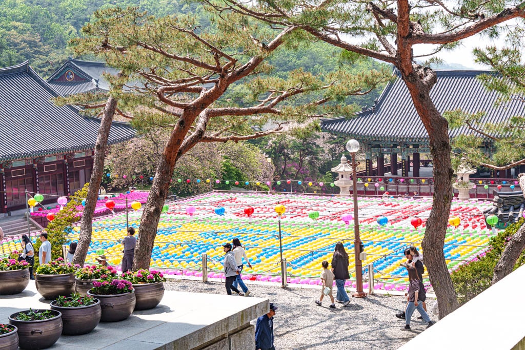 겹벚꽃 명소, 천안 각원사 겹벚꽃을 보다 52