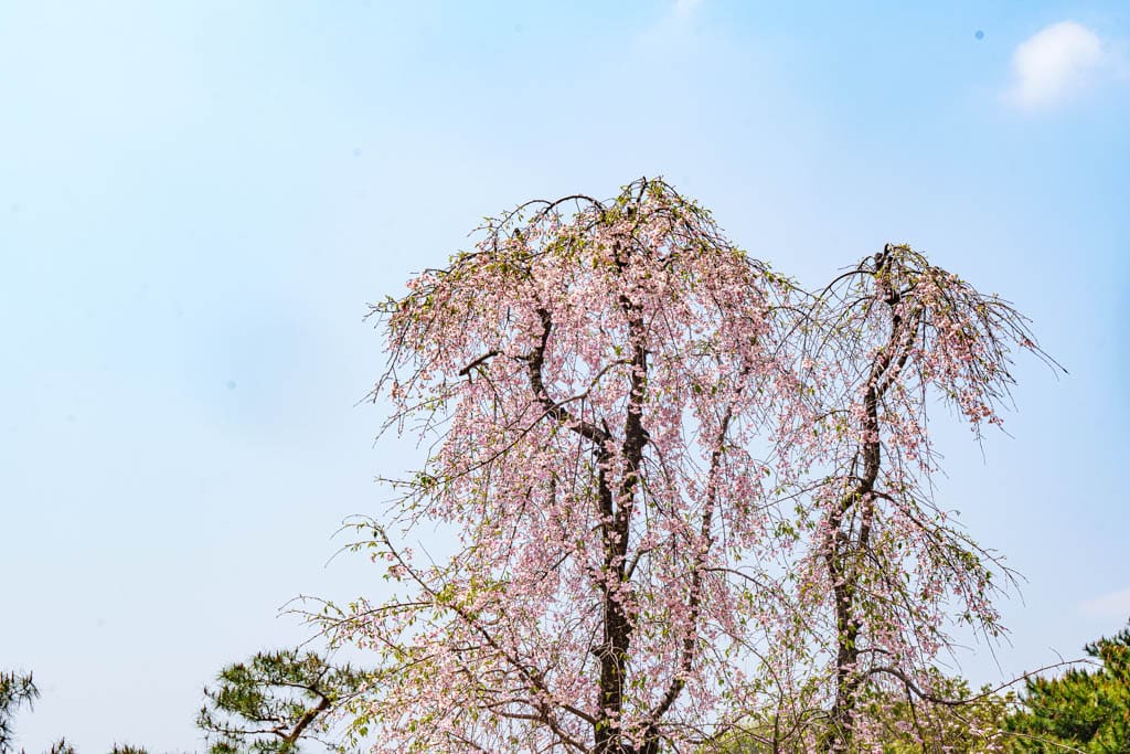 겹벚꽃 명소, 천안 각원사 겹벚꽃을 보다 79