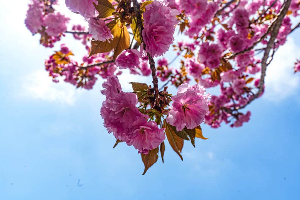 겹벚꽃 명소, 천안 각원사 겹벚꽃을 보다 69