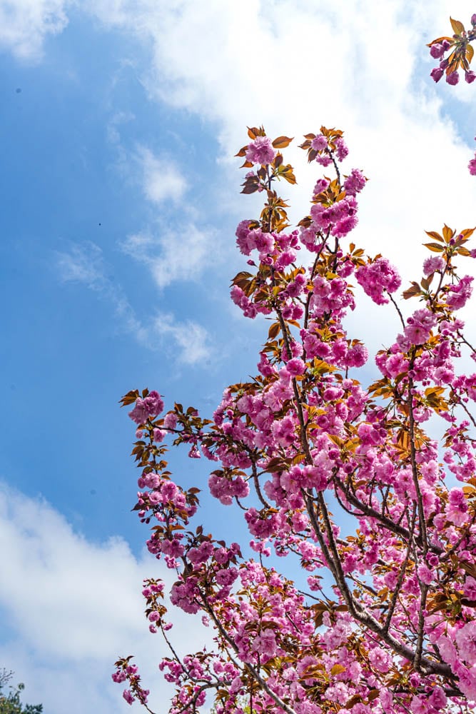 겹벚꽃 명소, 천안 각원사 겹벚꽃을 보다 68