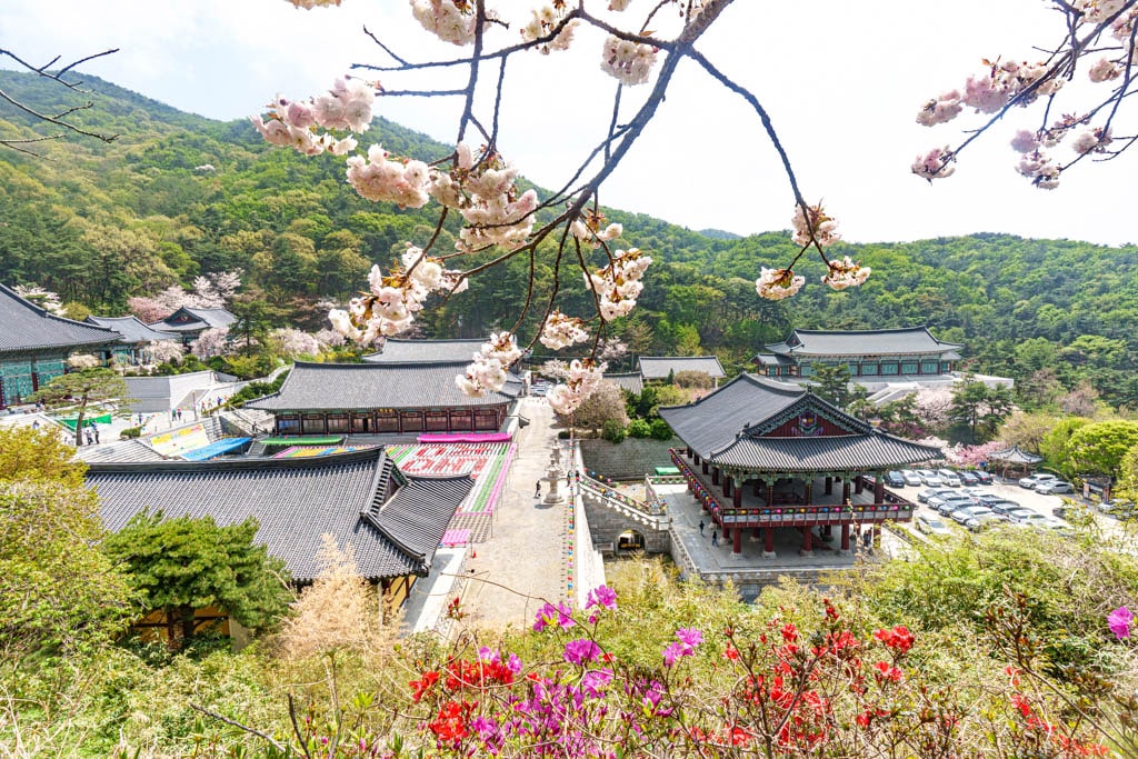 겹벚꽃 명소, 천안 각원사 겹벚꽃을 보다 46