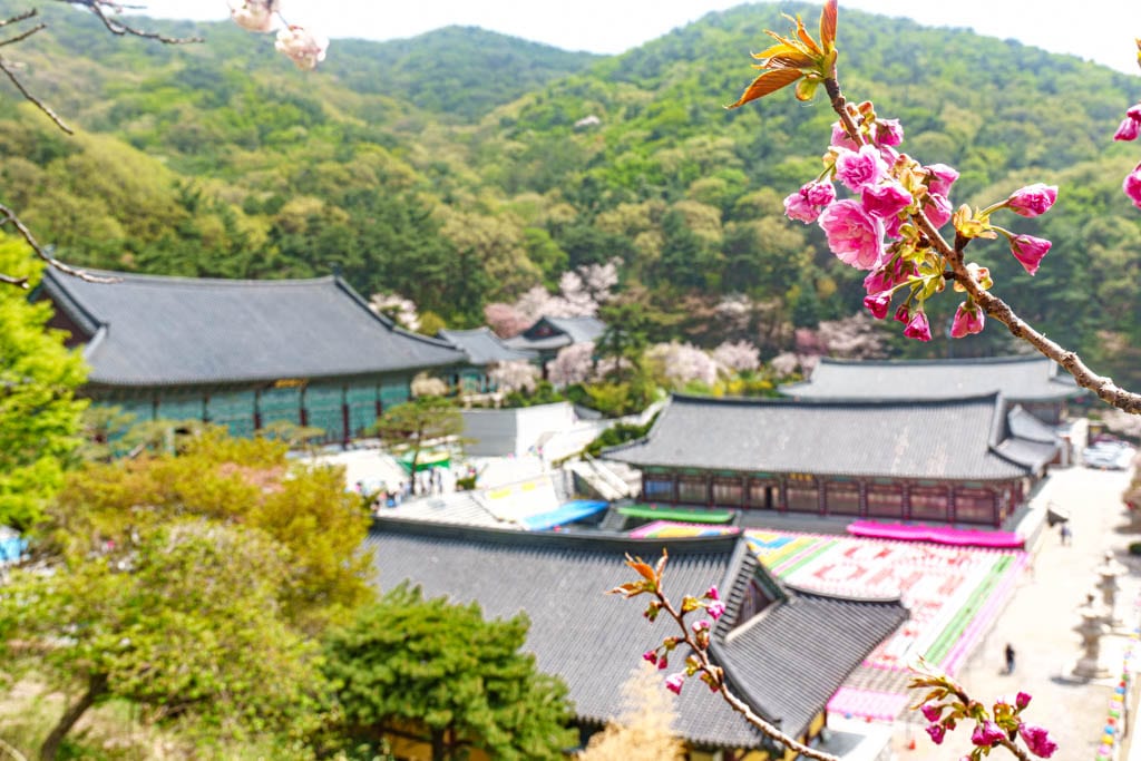 겹벚꽃 명소, 천안 각원사 겹벚꽃을 보다 45