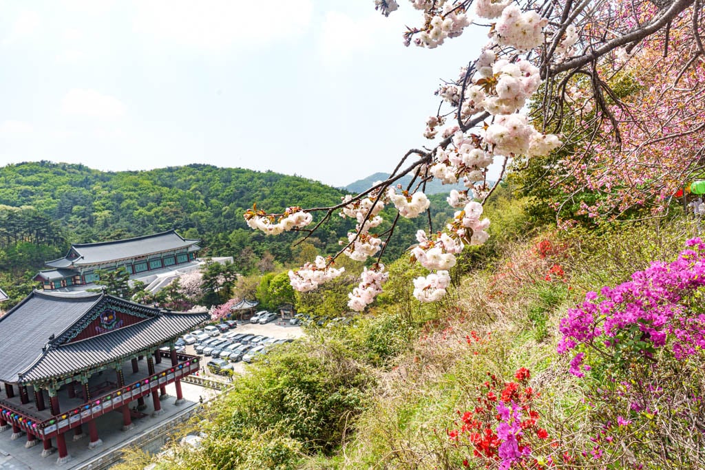 겹벚꽃 명소, 천안 각원사 겹벚꽃을 보다 47