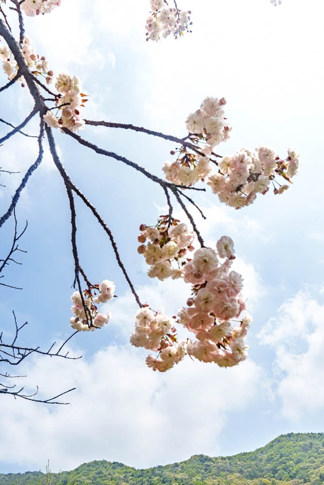 겹벚꽃 명소, 천안 각원사 겹벚꽃을 보다 70