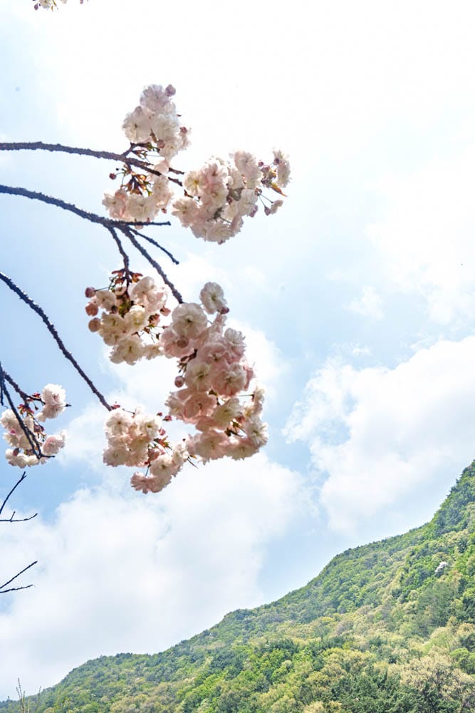 겹벚꽃 명소, 천안 각원사 겹벚꽃을 보다 71