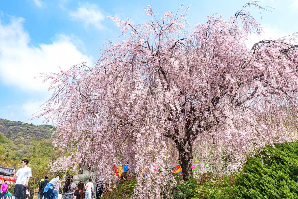 겹벚꽃 명소, 천안 각원사 겹벚꽃을 보다 73