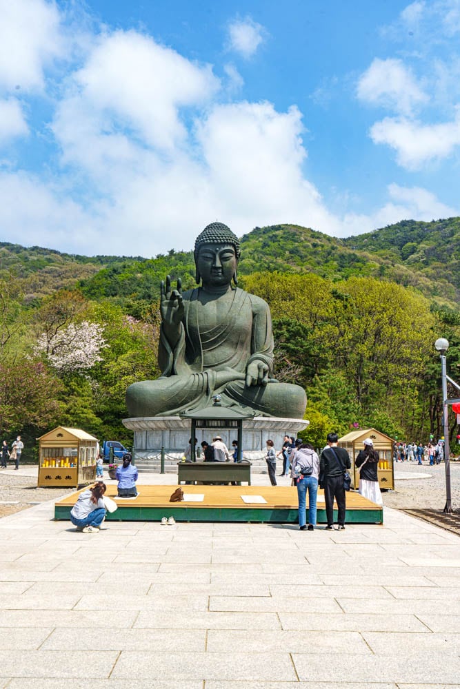 겹벚꽃 명소, 천안 각원사 겹벚꽃을 보다 48