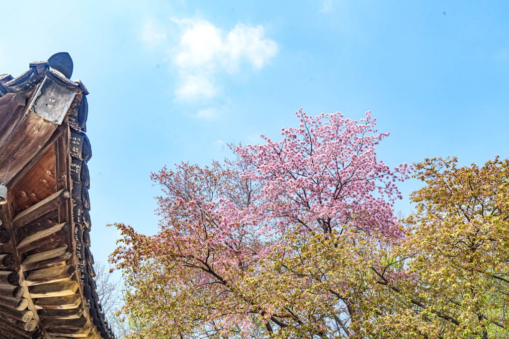 겹벚꽃 명소, 천안 각원사 겹벚꽃을 보다 72