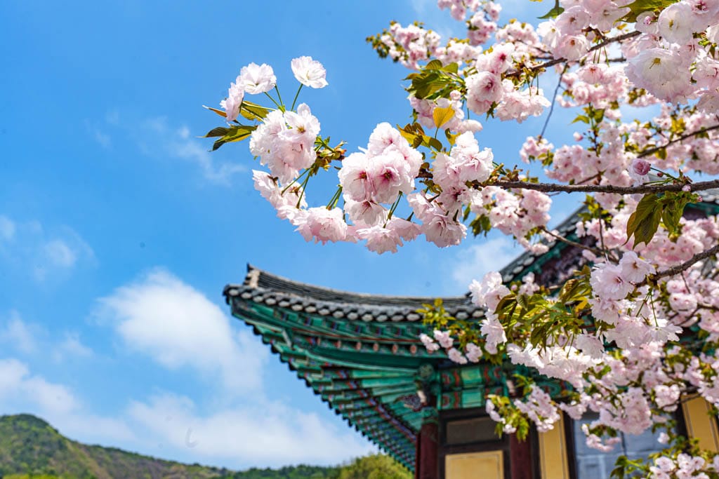 겹벚꽃 명소, 천안 각원사 겹벚꽃을 보다 63