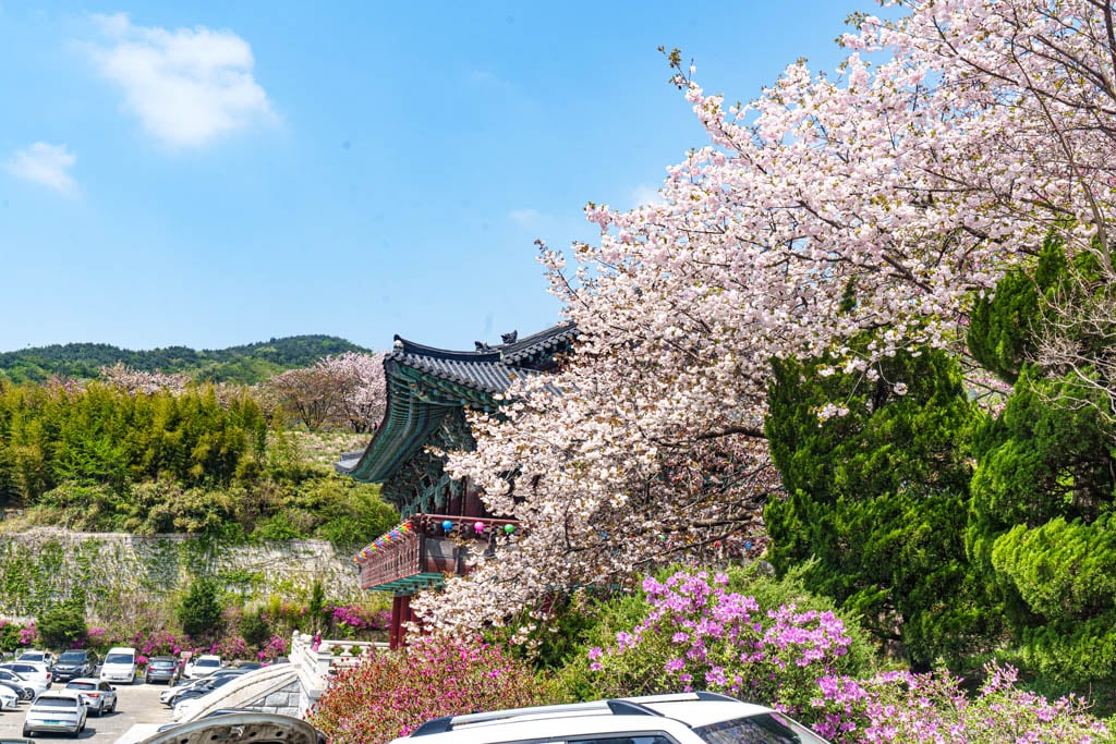 겹벚꽃 명소, 천안 각원사 겹벚꽃을 보다 43