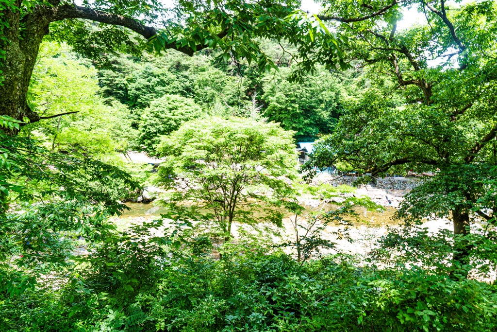 6월의 싱그러움이 가득한 공주 마곡사를 다녀오다 11