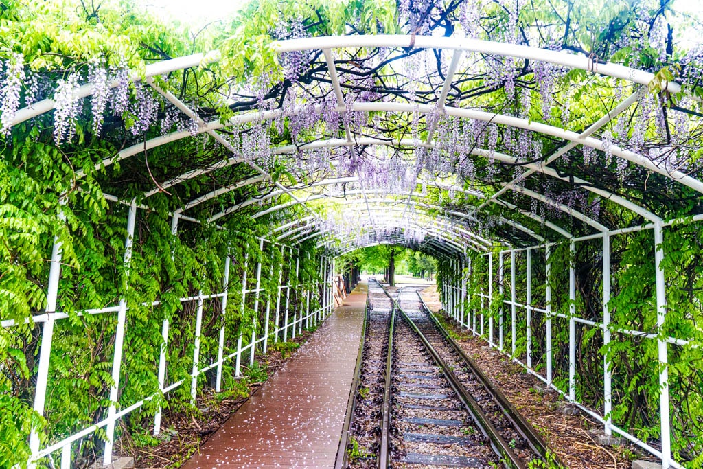 남원 구서도역, 구서도역 영상촬영장, 등나무터널 둥나무꽃널 풍경, DSC02108-, Photo by Happist