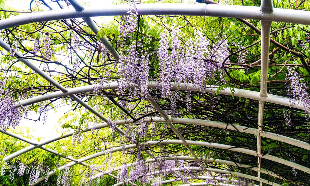 남원 구서도역, 구서도역 영상촬영장, 둥나무꽃 풍경, DSC02111-, Photo by Happist