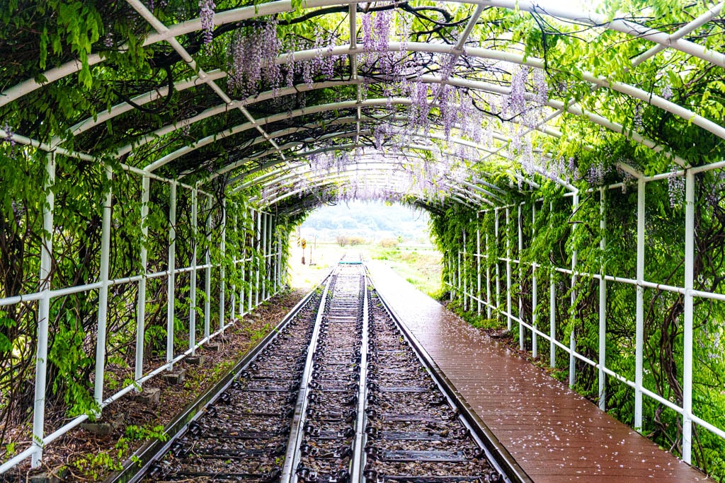 남원 구서도역, 구서도역 영상촬영장, 등나무터널 등나무꽃, DSC02116-, Photo by Happist