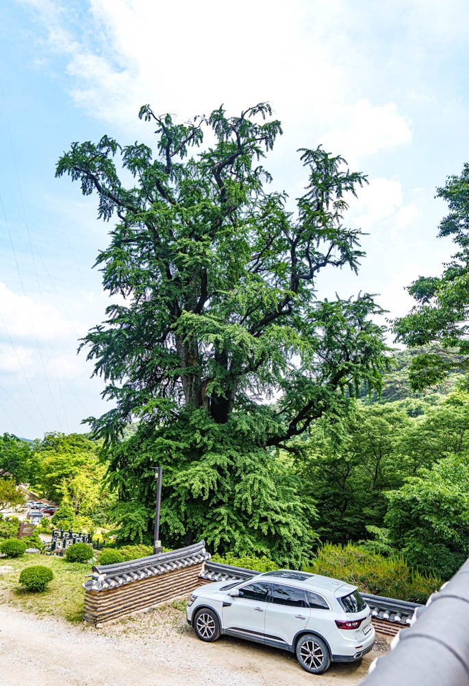 양평 용문사, 용문사 경내 풍경, 용문사 은행나무, DSC05386-, Photo by Happist