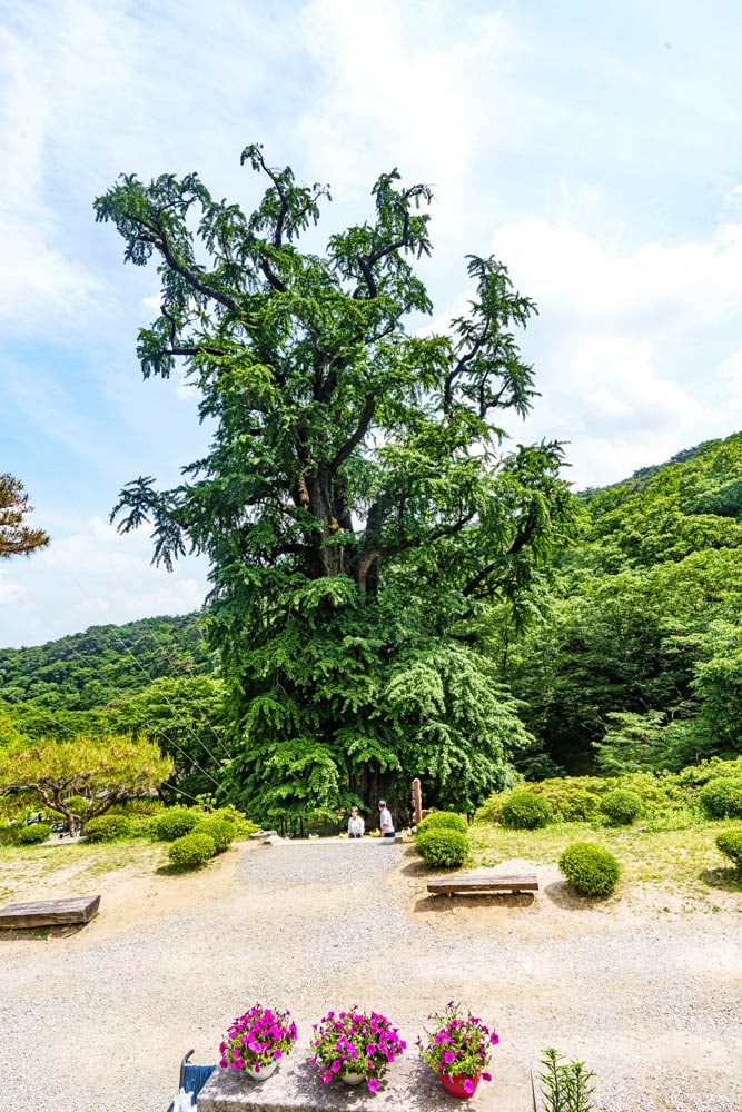 양평 용문사, 용문사 경내 풍경, 용문사 은행나무, DSC05399-, Photo by Happist