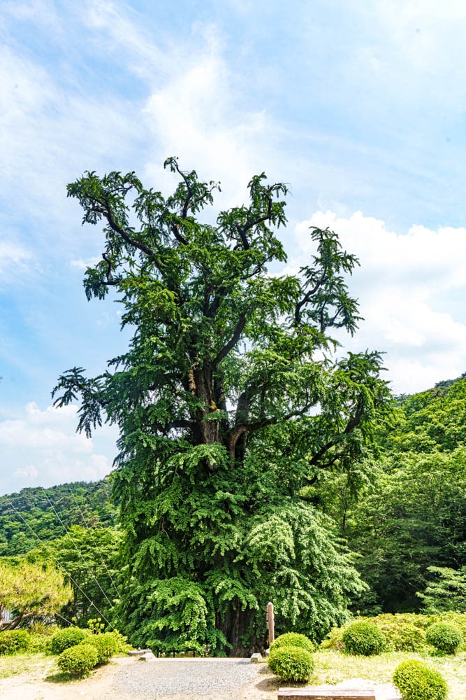 양평 용문사, 용문사 경내 풍경, 용문사 은행나무, DSC05406-, Photo by Happist