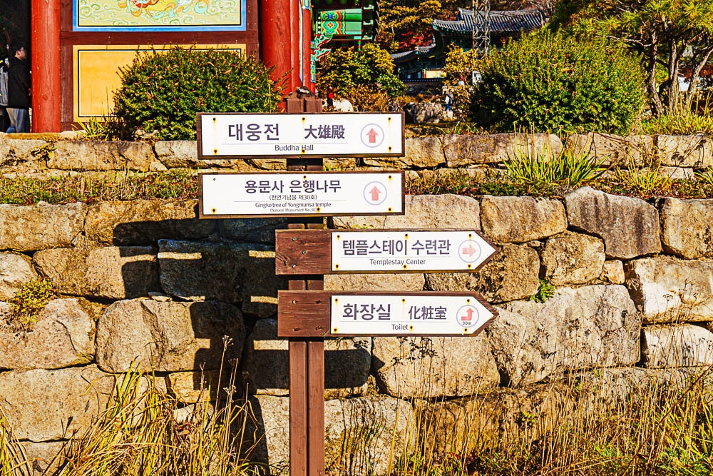 6월의 용문사, 푸릇푸릇한 용문사 은행나무가 아름다웠던 곳 7