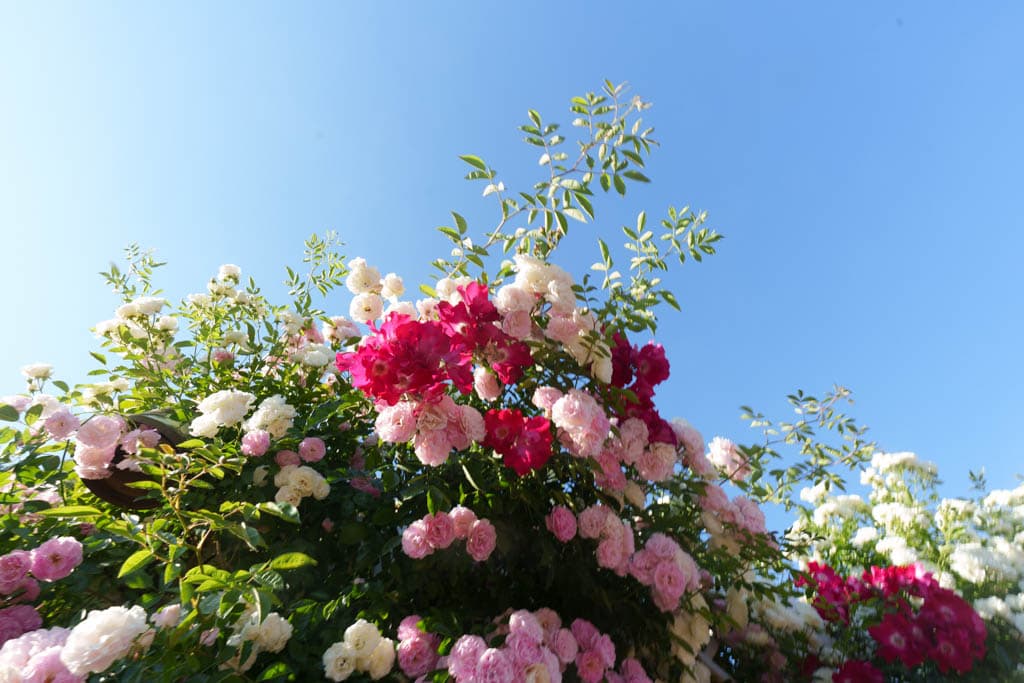 6월의 장미, 에버랜드 장미를 담아보다 29