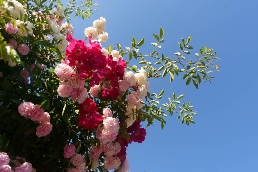 6월의 장미, 에버랜드 장미를 담아보다 27