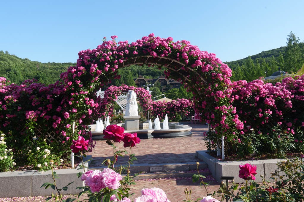 6월의 장미, 에버랜드 장미를 담아보다 28