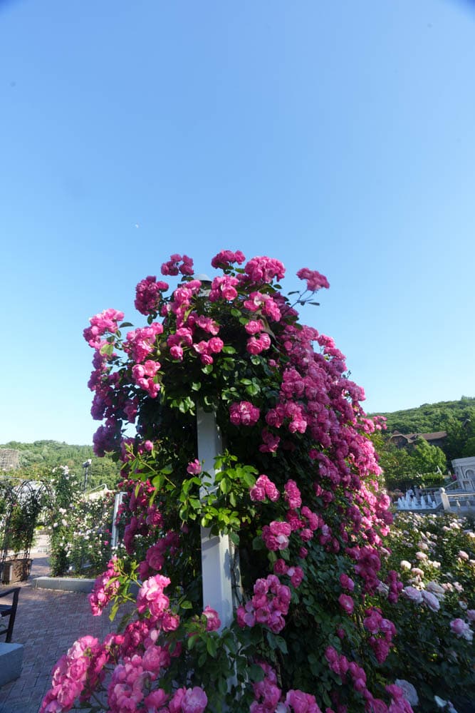 6월의 장미, 에버랜드 장미를 담아보다 24