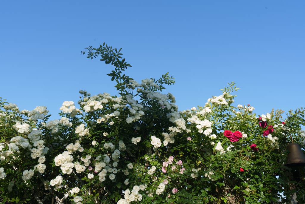 6월의 장미, 에버랜드 장미를 담아보다 26