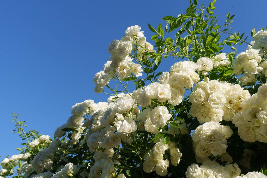 6월의 장미, 에버랜드 장미를 담아보다 25