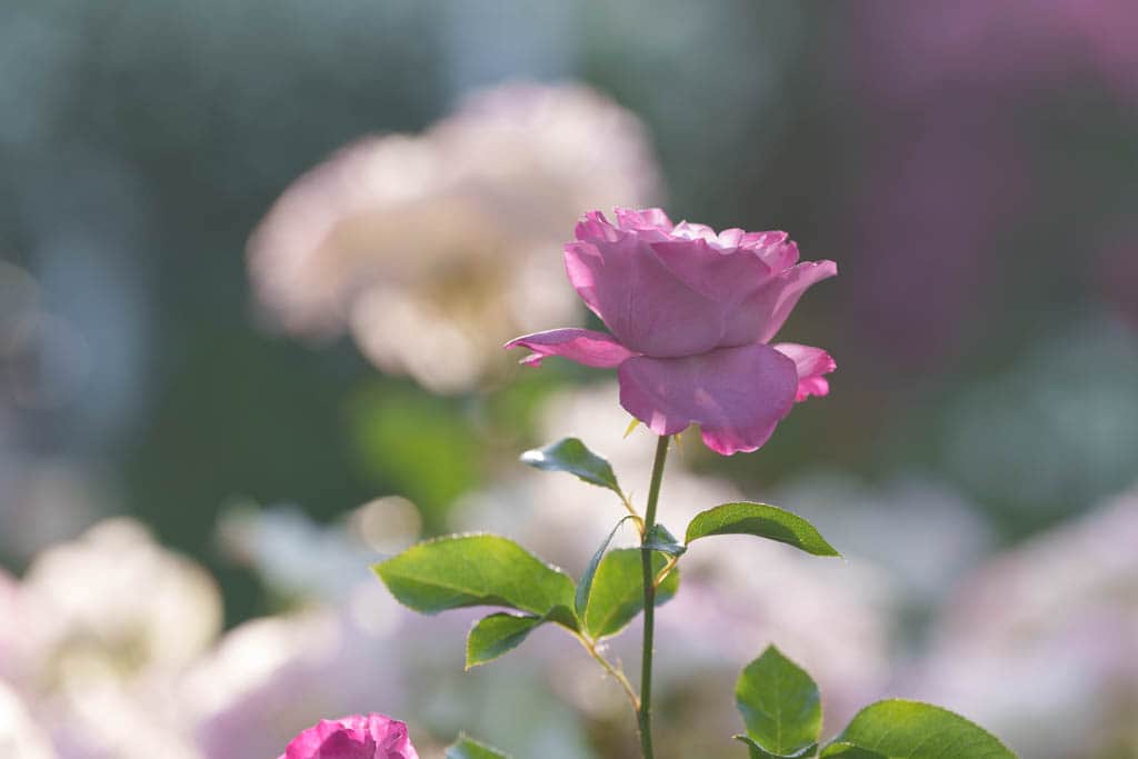 6월의 장미, 에버랜드 장미를 담아보다 33