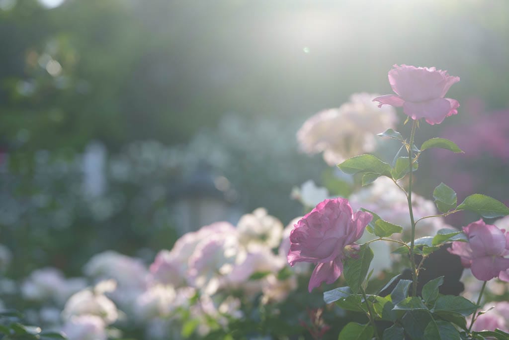 6월의 장미, 에버랜드 장미를 담아보다 32