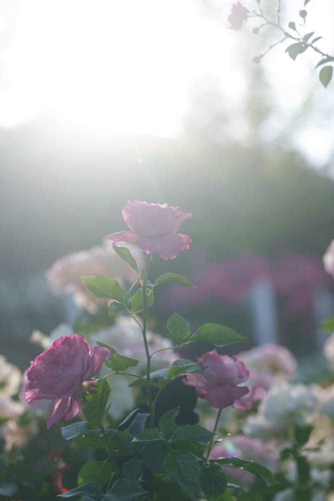 6월의 장미, 에버랜드 장미를 담아보다 31