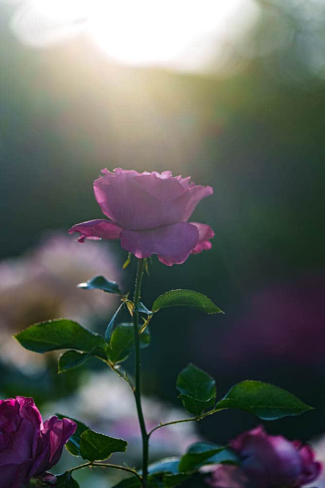 6월의 장미, 에버랜드 장미를 담아보다 30