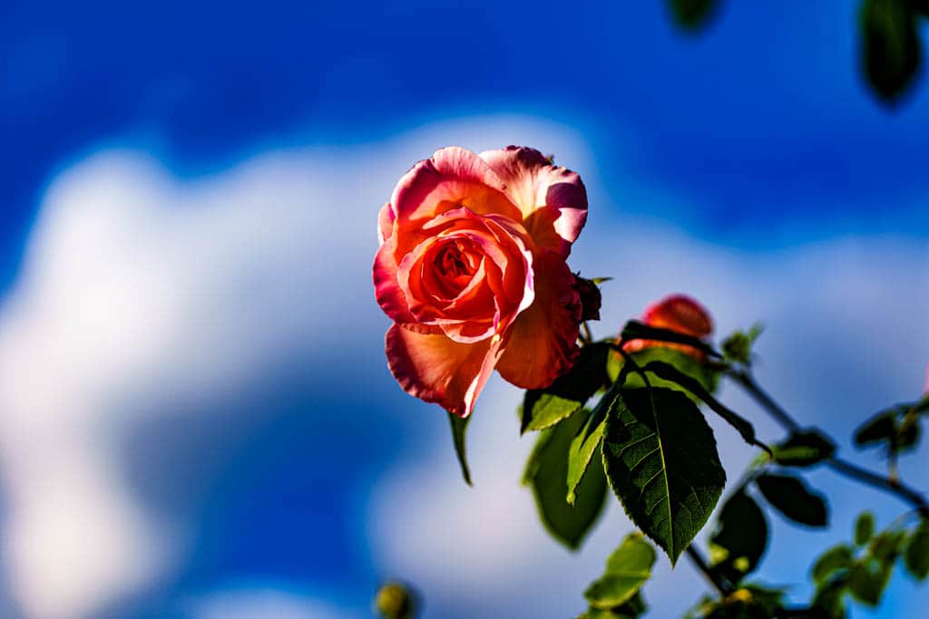 6월의 장미, 에버랜드 장미를 담아보다 23