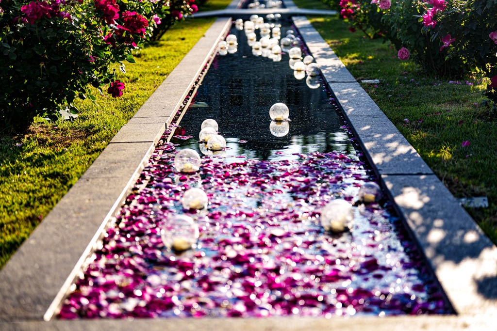 6월의 장미, 에버랜드 장미를 담아보다 37