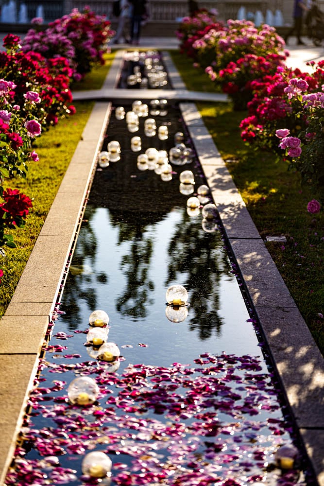 6월의 장미, 에버랜드 장미를 담아보다 36